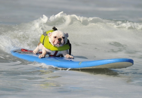 Собаки-серфингисти